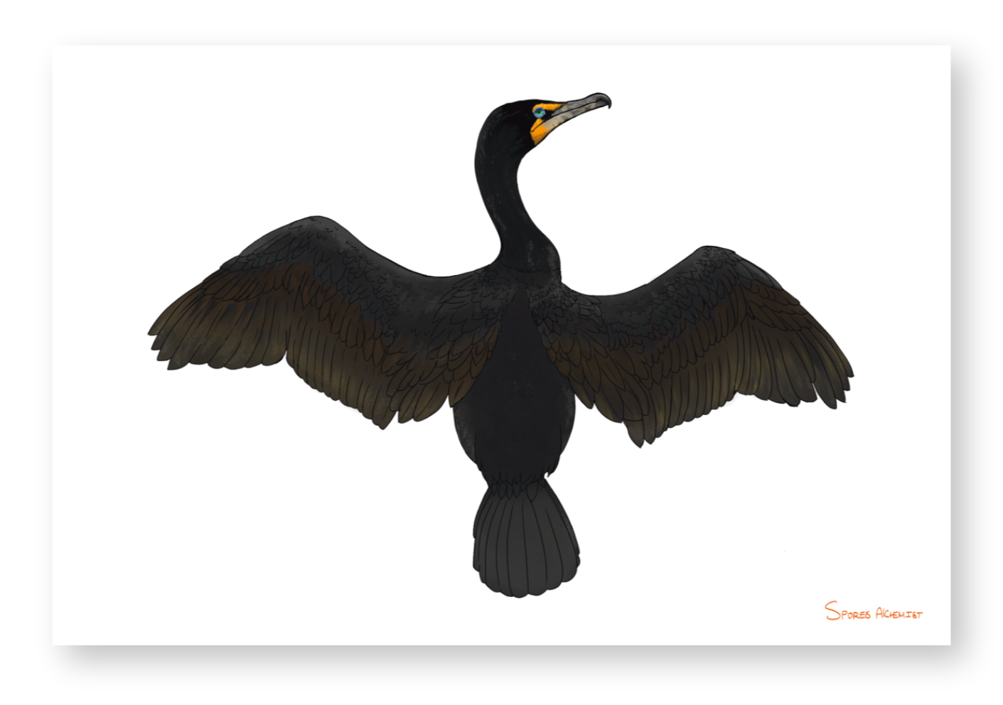 Cormorant