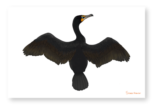 Cormorant