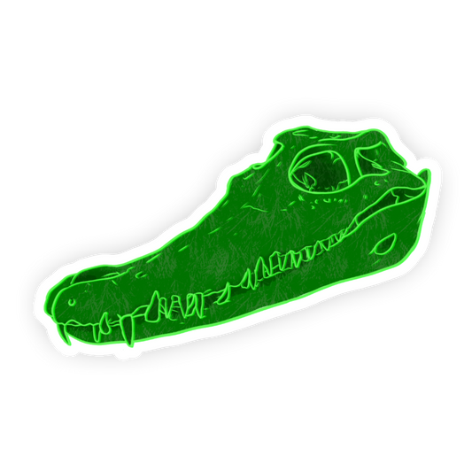 Crocodile Skull